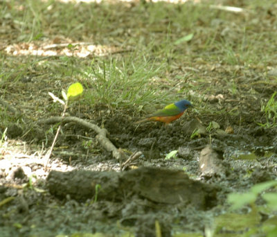 57neal'sTOS 273paintedbunting.jpg