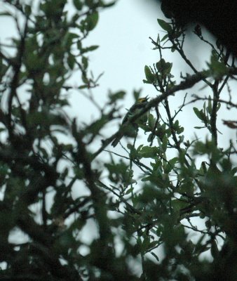 58neal's 008singing Golden-cheeked Warbler.jpg