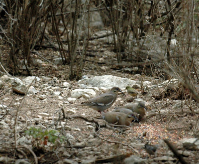 58neal's 013whitewingeddoves.jpg