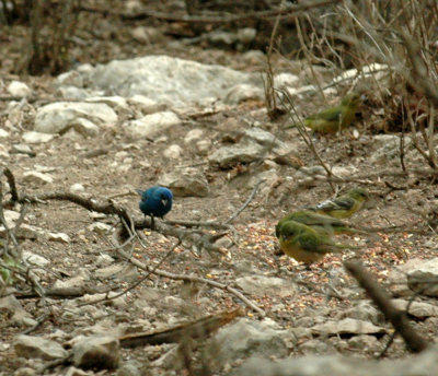 58neal's 019indigobunting.jpg