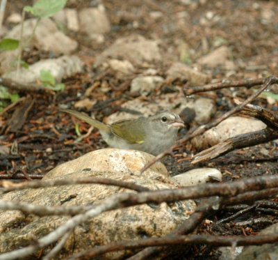 58neal's 023olive sparrow.jpg