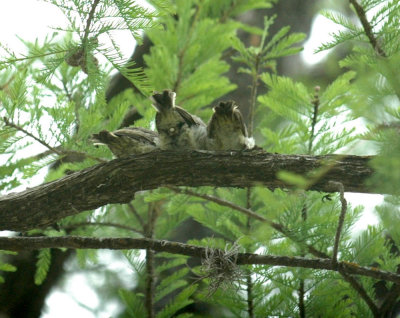 58neal's 033vermilionfledge.jpg