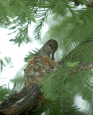 58neal's 036femaleBlack-chinned Hummingbird nestbuilding.jpg
