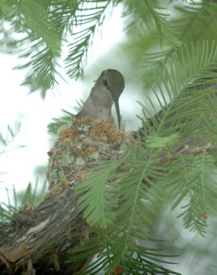 58neal's 038black-chinned Hummingbird.jpg