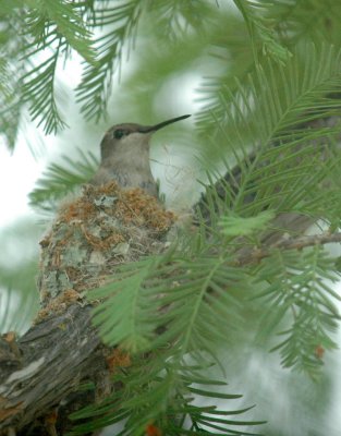 58neal's 041black-chinned Hummingbird.jpg