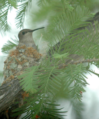 58neal's 042black-chinned hummingbird.jpg
