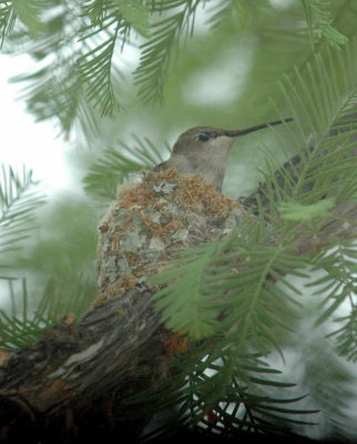 58neal's 044black-chinned hummingbird.jpg