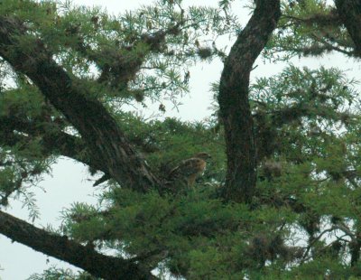 58neal's 078redshouldered feeding three.jpg