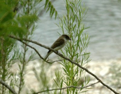 58neal's 074easternPhoebe.jpg