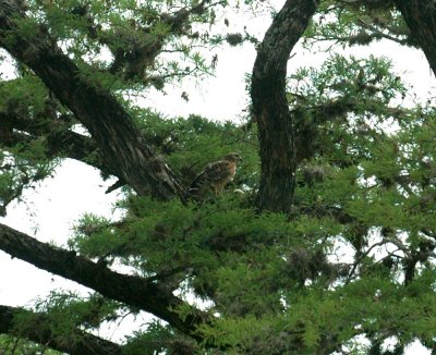 58neal's 079red shouldered hawk nest with young.jpg