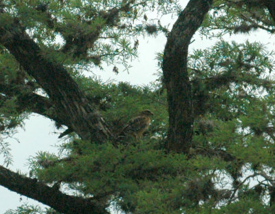 58neal's 080red shouldered nest.jpg