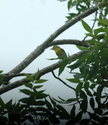 58neal's 090yellowthroatedvireo.jpg