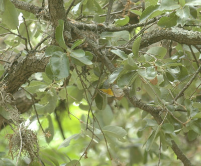 58neal's 097northernparula.jpg