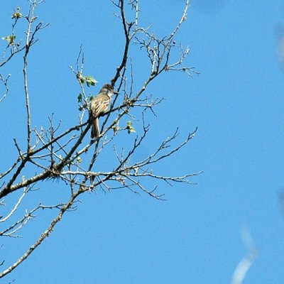 58neal's 134browncrestedflycatcher.jpg