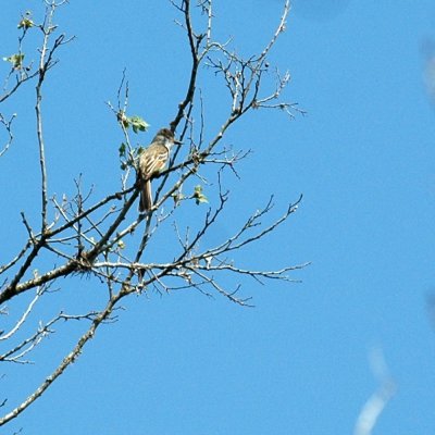 58neal's 134browncrestedflycatcher.jpg