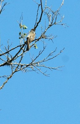 58neal's 139browncrestedflycatcher.jpg