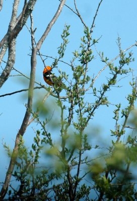 58neal's 140hoodedOriole.jpg