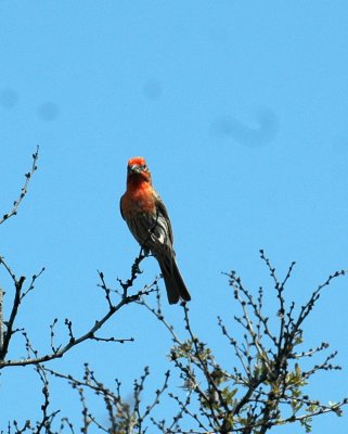 58neal's 144housefinch.jpg