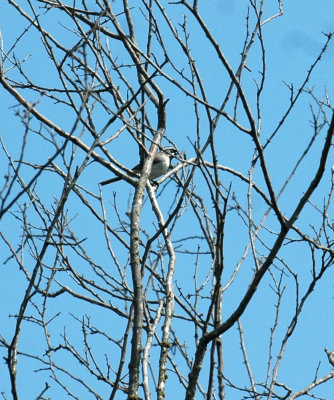 58neal's 149blackthroatedsparrow.jpg