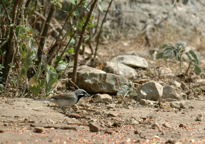 58neal's 152blackthroatedsparrow.jpg