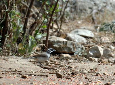 58neal's 153blackthroatedsparrow.jpg