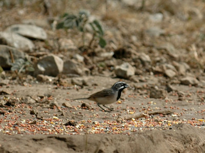 58neal's 156blackthroatedsparrow.jpg