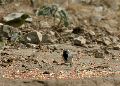 58neal's 157blackthroatedsparrow.jpg