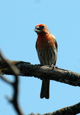 58neal's 165housefinch.jpg