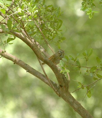 58neal's 199lincoln's Sparrow in Warbler Tree.jpg