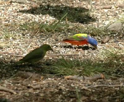 58neal's 206paintedbunting.jpg