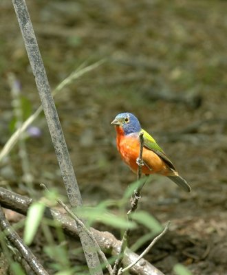 58neal's 210paintedBunting.jpg