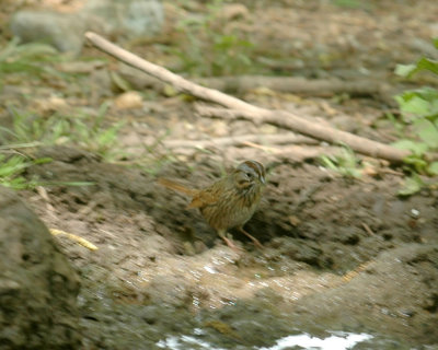 58neal's 213lincoln's Sparrow.jpg