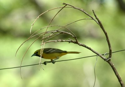 58neal's 219orchardOriole.jpg