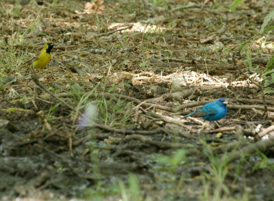 58neal's 246indigoOrchardOriole.jpg