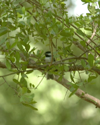 58neal's 254young chickadee in warbler tree.jpg