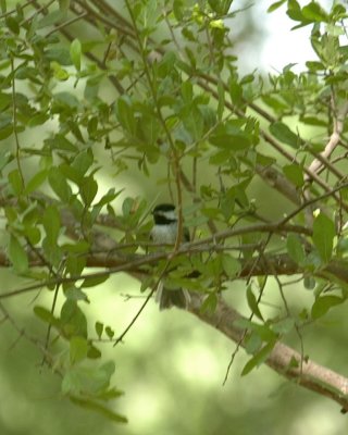 58neal's 255chickadee.jpg