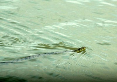 59cook'sSloughFishH 001diamondbackedwatersnake.jpg