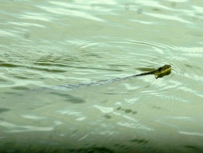 59cook'sSloughFishH 002diamondbackedwatersnake.jpg