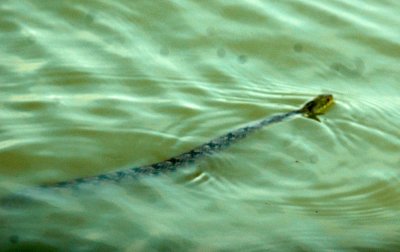 59cook'sSloughFishH 003diamondbacked water snake.jpg