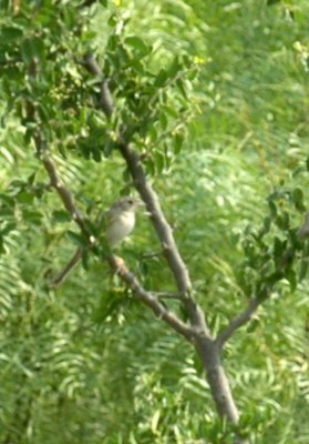 59cook'sSloughFishH 012cassin'sSparrow.jpg