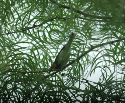59cook'sSloughFishH 024blackthroatedGreen.jpg