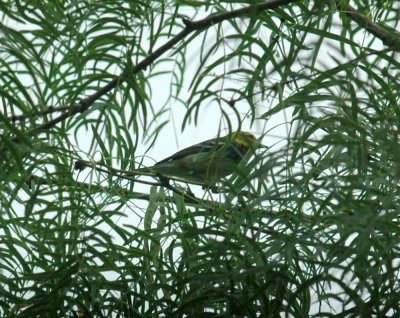 59cook'sSloughFishH 026blackthroatedGreen.jpg