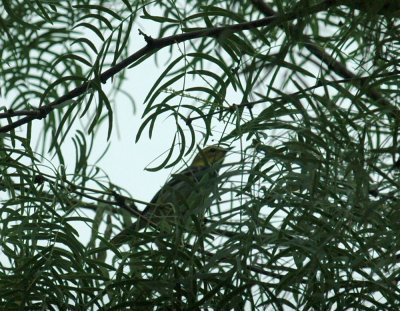 59cook'sSloughFishH 027blackthroatedgreen.jpg