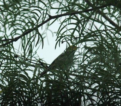 59cook'sSloughFishH 028blackthroatedGreen.jpg