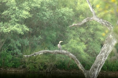 59cook'sSloughFishH 035doublecrestedcormorant.jpg