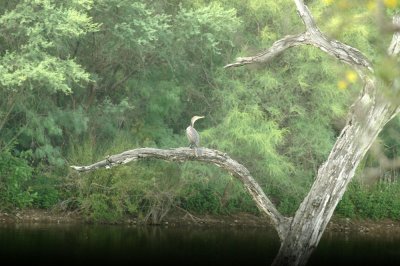 59cook'sSloughFishH 036doublecrestedcormorant.jpg