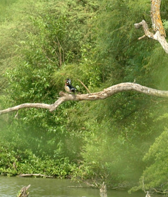 59cook'sSloughFishH 047magictreeWoodDuck.jpg
