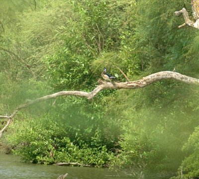59cook'sSloughFishH 048woodduckmagictree.jpg