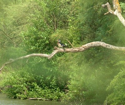 59cook'sSloughFishH 049magictreewoodduck.jpg