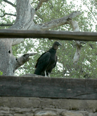 59cook'sSloughFishH 057blackvulture.jpg